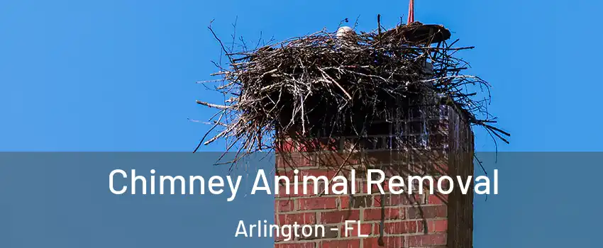 Chimney Animal Removal Arlington - FL