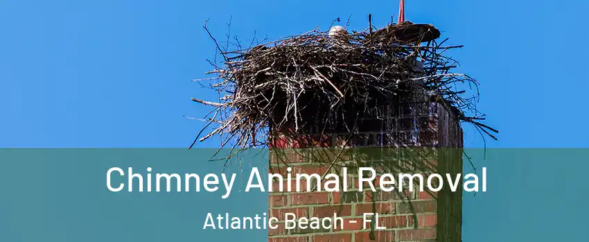 Chimney Animal Removal Atlantic Beach - FL