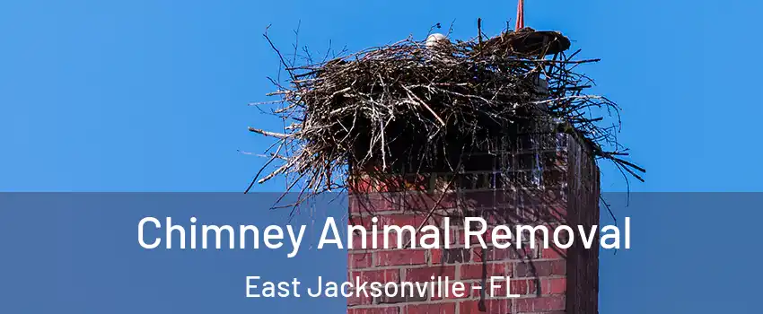 Chimney Animal Removal East Jacksonville - FL