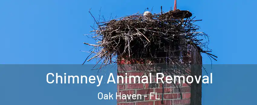 Chimney Animal Removal Oak Haven - FL