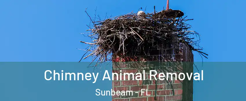 Chimney Animal Removal Sunbeam - FL